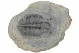 Upper Cambrain Trilobite (Hedinaspis) - British Columbia #212686-1